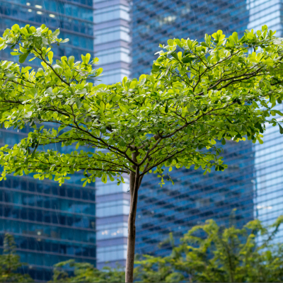 a tree in front of a city