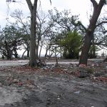 a dirt road with trees and trash on the side