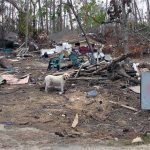 a dog standing near debris