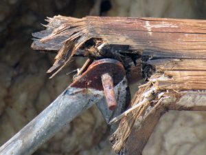 a brown insect on a log